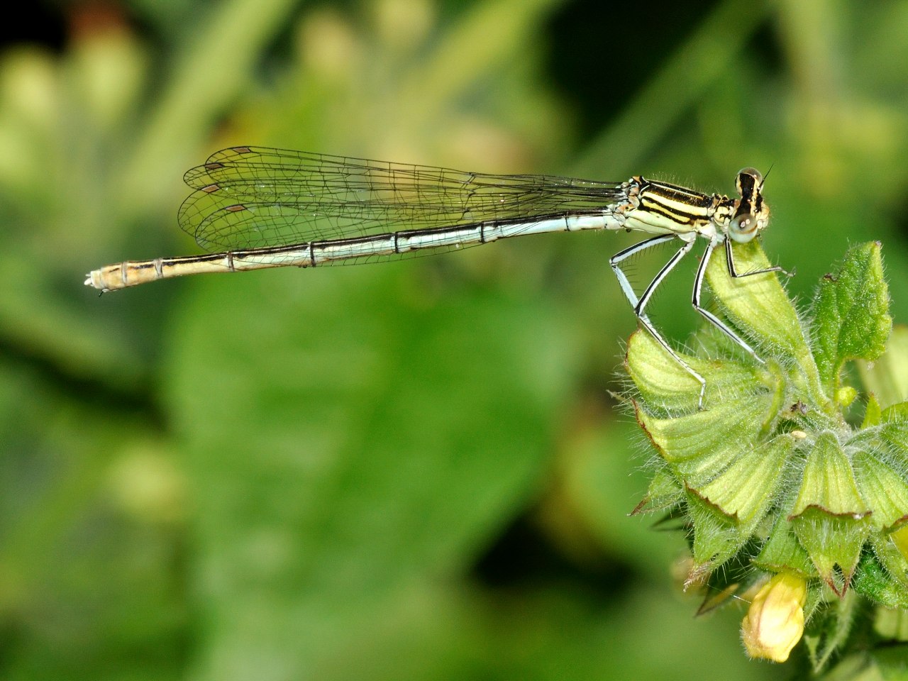 Identificazione libellula